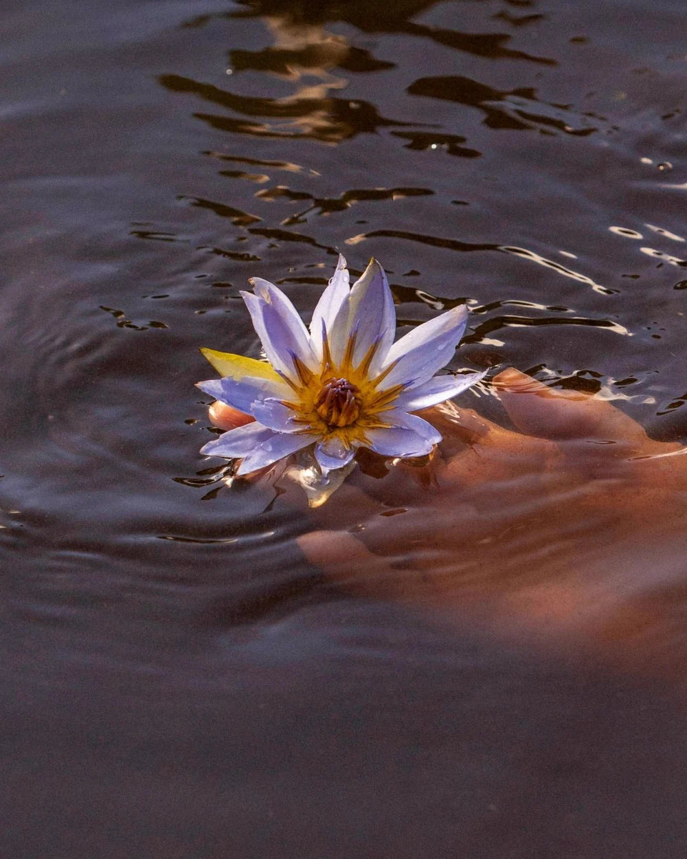 Organic Blue Lotus (Flowers) | Relaxation ✧ Awareness ✧ Meditation